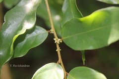 Cleistanthus travancorensis